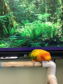 Poster for Birthday video from Lucy the Sun Conure