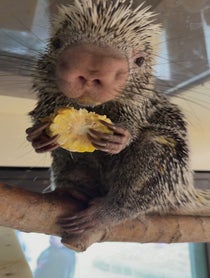 Poster for Holiday video from Rico The Porcupine