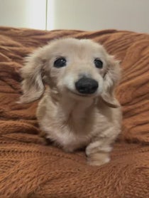 Poster for Pep Talk video from Bella the Smiling Dachshund