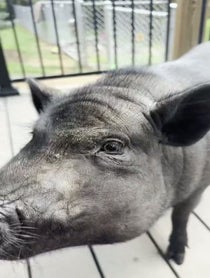 Poster for Birthday video from Chucky The Pig