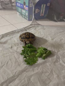 Poster for Holiday video from Hermonie The Hermann Tortoise
