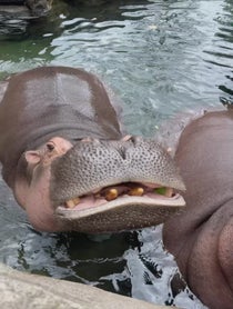 Poster for Holiday video from Fiona the Hippo