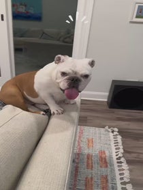 Poster for Birthday video from Pancake 🥞