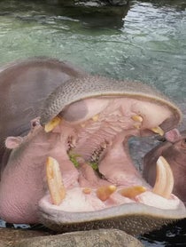 Poster for Birthday video from Fiona the Hippo