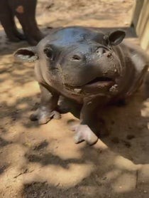 Poster for Other video from Mars the Pygmy Hippo