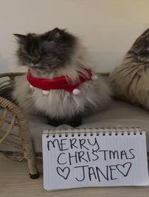 Poster for Holiday video from Merlin The Mad Ragdoll