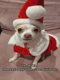 Poster for Holiday video from Pumpkin The Plump