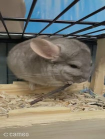 Poster for Intro video video from Ande & Graham the Chinchillas