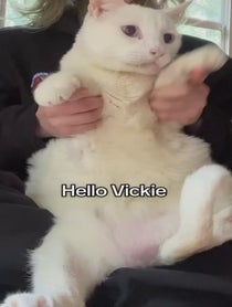 Poster for Valentine's Day video from Petey