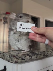 Poster for Holiday video from Chinpals