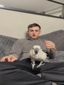 Poster for Valentine's Day video from Charlie Junior The Cockatoo