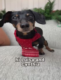 Poster for Holiday video from Crusoe the Dachshund