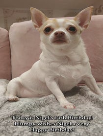 Poster for Birthday video from Pumpkin The Plump