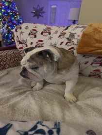 Poster for Birthday video from Reuben the Bulldog
