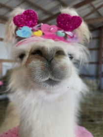 Poster for Valentine's Day video from Prairie Patch Farm Llamas