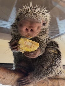 Poster for Pep Talk video from Rico The Porcupine