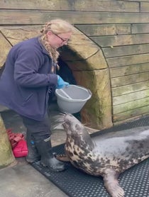 Poster for Holiday video from The Cornish Seal Sanctuary