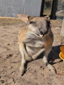 Poster for Birthday video from Coastal Wilds