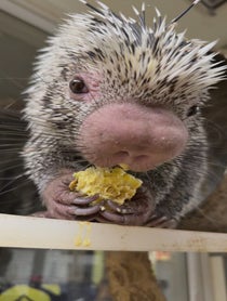 Poster for Pep Talk video from Rico The Porcupine