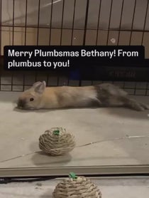 Poster for Holiday video from Real Peanut Bunner