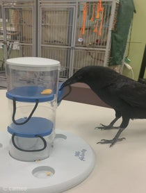 Poster for Intro video video from Harriet the American Crow