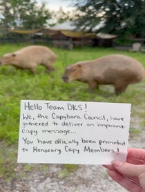 Poster for Other video from Pumpkin The Capybara & Trixie The Crow