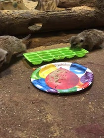 Poster for Birthday video from Meerkat Family