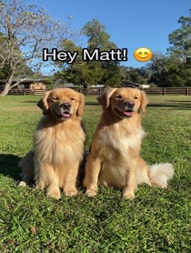 Poster for Pep Talk video from Molson & Maple | Golden Retrievers