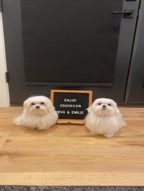 Poster for Other video from Coco The Maltese Dog