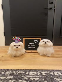 Poster for Birthday video from Coco The Maltese Dog