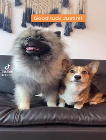 Poster for Other video from Pavlov The Corgi