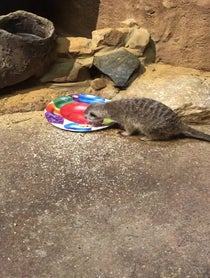 Poster for Birthday video from Meerkat Family