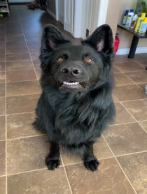 Poster for Birthday video from Charlie The Black Shepherd