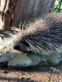 Poster for Birthday video from Porcupines at Stone Zoo