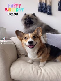 Poster for Birthday video from Pavlov The Corgi