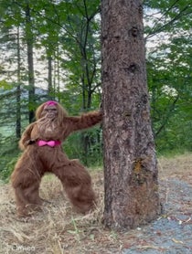 Poster for Intro video video from Bigfoot Bae