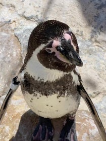 Poster for Birthday video from Monty from Santa Barbara Zoo