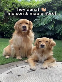 Poster for Birthday video from Molson & Maple | Golden Retrievers