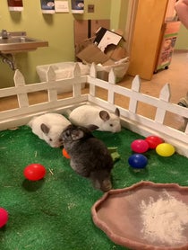 Poster for Birthday video from Ande & Graham the Chinchillas