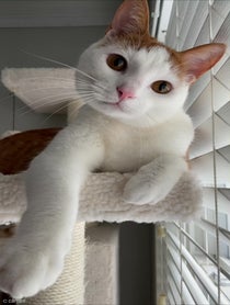Poster for Intro video video from Stanley the Cat