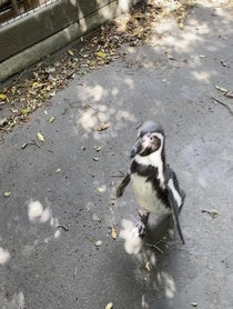 Poster for Birthday video from Monty from Santa Barbara Zoo