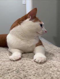 Poster for Other video from Stanley the Cat