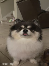 Poster for Intro video video from Scout, Suki & Stella