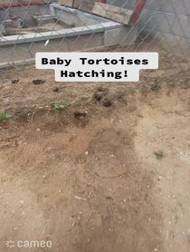 Poster for Intro video video from The Tortoise whisperer