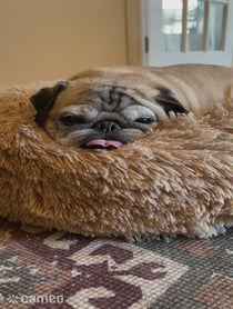 Poster for Intro video video from Jonathan Graziano