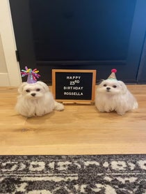Poster for Birthday video from Coco The Maltese Dog