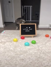 Poster for Other video from Little Guy