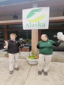 Poster for Intro video video from Alaska Raptor Center