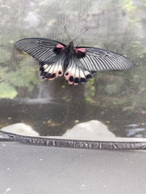 Poster for Other video from Butterfly releases at the Butterfly House: An Insect Zoo
