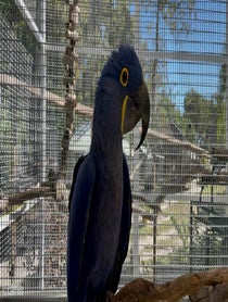 Poster for Intro video video from Florida Exotic Bird Sanctuary
